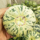 Farmer's Son Balixiang Melon Seeds Spotted Skin Melon Seeds Winter and Spring Extra Large Balixiang Muskmelon Seeds About 30 Pieces/Large