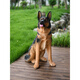 Wantang dog ornaments simulated German shepherd outdoor watchdog model big wolf dog sculpture living room courtyard balcony decoration craft 89 cm high sitting posture big German shepherd