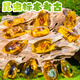 Jingjia Excavación arqueológica para niños Toy Fósil Fósiles Amber Insecto Elf Caja ciega Boy y niña Gema Hecha Gema Tesoro Aleatorio 2 Cajas de Insectos Cristal Arqueología Enviar Lanyard Random