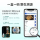 Guokuntang [Wild traceable] Cordyceps sinensis High-altitude Tibet Nagqu Selected Wild Cordyceps Gift Box 5g Small Square Box Selected 3 pieces/gram