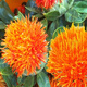 Meat manager Chinese herbal medicine safflower seeds saffron seeds Xinjiang grass safflower seeds pure new field planting seeds safflower seeds half Jin Jin is equal to 0.5 kg