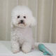 Little Sweat Pet Hair Blowing Artifact Hair Blowing Comb Dog Hair Blowing Machine Integrated Hair Dryer Teddy Hair Blowing Comb Beauty Special [One-click Hair Removal] Luxury Silver