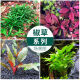 GongDu sterile aquatic plant cup aquatic plant real grass fish tank landscaping fresh water negative [no algae, no snails, large number of plants] blood red Feilu