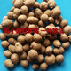 Authentic Iron Bar Yam Bean Seed Farmer Huaiyam Seedlings Yam Mouth Germinated Yam Bean Nursery Potted Plant Germination Grain (10) Authentic Iron Bar Yam Bean Seed