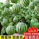 Super Sweet Honey Small Watermelon Seeds Ruby Seedless Small Watermelons Planted in All Seasons for Balcony Courtyard Potted Fruit Seeds Honey Potted Small Watermelon Seeds (Eatable for 30 Days) Multiple Choice 5 Packs About 200 New Seeds