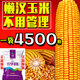 National review of dwarf corn seeds, twins, drought-resistant, lodging-resistant, new varieties from the Academy of Agricultural Sciences, Nonghua 816, 4200 grains + 300 grains, Nonghua 816, 4500 grains, twin varieties