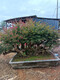 Hermosa fruta casada Flor roja Cruciferum ¡Pila antiguo Bonsai Red Rocket cien días Balcón Rojo Balcón Jardín Flor Flora de injerto Flor roja 679 bien con planta en maceta