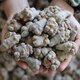 Yunnan Wenshan Spring Panax notoginseng whole wild Panax notoginseng Chinese herbal medicine wholesale price unwaxed Panax notoginseng head Panax notoginseng flowers soaked in water Panax notoginseng 500g