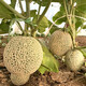 Zhongke Maohua Melon Fruit Seeds Zhongke Mi No. 6 Hami Melon Seeds thick-skinned melons originate from Xinjiang Reticulated Melon and are resistant to transportation. Zhong Ke Mi No. 6 Hami Melon Seeds 50 capsules