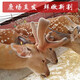 Yongcheng high-quality fresh sika deer antler prunes, deer farm direct sales, sliceable 2025 first stubble antler fresh with blood, 841 grams of fresh sika deer antler