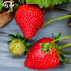 Shouhe Cream Strawberry Seeds Indoor Four Seasons Winter and Spring Potted Cream White Strawberry Winter and Spring Sowing Seeds Four Seasons Strawberry Seeds 200 capsules/bag