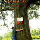 Jingshi Yue Tea Green Money Willow Tabage Feuilles Golden Money Willow Tea Tende Feuilles Green Money Willow 50g