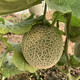 Zhongke Maohua Melon Fruit Seeds Zhongke Mi No. 6 Hami Melon Seeds thick-skinned melons originate from Xinjiang Reticulated Melon and are resistant to transportation. Zhong Ke Mi No. 6 Hami Melon Seeds 50 capsules