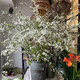 Snow willow dry branches water flower arrangement hydroponic flowers indoor water blooming living room balcony flower viewing green plants snow willow flowers fresh branches water grown New Year's Eve flower plants 10 snow willow branches 80 cm high without bottles