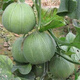 Emerald melon seeds thin-skinned super sweet cantaloupe seeds spring green-skinned four-season crisp melon early-maturing cantaloupe seeds original 1 pack of about 60 capsules