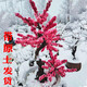 The strong fragrance of red plum blossoms in spring, winter plum blossoms and tree seedlings, indoor potted red plum blossoms and green plum blossoms and winter plum blossoms, winter plum blossoms and winter plums, winter plum blossoms and winter plums, winter plum blossoms and winter flowers and plants, 6 years of longevity crown begonia [with shape]