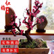 The strong fragrance of red plum blossoms in spring, winter plum blossoms and tree seedlings, indoor potted red plum blossoms and green plum blossoms and winter plum blossoms, winter plum blossoms and winter plums, winter plum blossoms and winter plums, winter plum blossoms and winter flowers and plants, 6 years of longevity crown begonia [with shape]