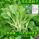 全新鸡毛菜种子 四季播种抗热耐寒蔬菜种子小白菜籽小青菜籽 鸡毛菜种子-四季新品种发芽率90% 原装1包约1098粒【划算】