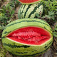 Shouhe Lazy Man Watermelon Seed Lazy Man King Melon Extra Large Spring No Pruning Lazy Man Fruit Seedling Southern Sweet Shouhe Jincheng No. 5 Watermelon Seed 50 capsules/bag