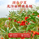 Qi Liyuan wolfberry Ningxia special wolfberry 250g specialty dry goods pure authentic wolfberry to make tea New Year's goods group purchase gift