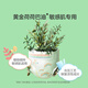 兔头妈妈Lite轻享系列彩虹婴儿纸尿裤XL22片(12-17kg)大号透气干爽【品牌直供 安心品质】