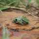 Cute turtle feeder pet turtle Brazilian turtle live pet live turtle half-water turtle small turtle seedling ornamental turtle live 2-3 cm green pet turtle 2 couple turtles
