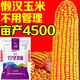 Stable-yielding dwarf corn seeds, national review twins, drought-resistant and lodging-resistant, new varieties from the Academy of Agricultural Sciences, Nonghua 816 4200 grains + 300 grains Nonghua 816 4500 grains + production increase package