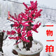 The strong fragrance of red plum blossoms in spring, winter plum blossoms and tree seedlings, indoor potted red plum blossoms and green plum blossoms and winter plum blossoms, winter plum blossoms and winter plums, winter plum blossoms and winter plums, winter plum blossoms and winter flowers and plants, 6 years of longevity crown begonia [with shape]