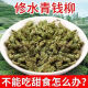 北京同仁堂原料青钱柳茶降糖神茶养生三高降古方古用一罐 青钱柳125克[一罐]