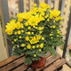HUAHUIYOU with flower buds shipped with Dutch chrysanthemum seedlings are cold-resistant and easy to live. All seasons of flowering potted plants. Indoor and outdoor balcony green plants and flowers. Pink chrysanthemum with flower buds.