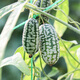 Beishu thumb watermelon seeds seedlings fruit mini small watermelon seeds thumb watermelon seeds about 50 pieces