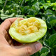 Shouhe melon seeds Shandong crispy Shouguang Boyang Dabaisha honey fruit sowing in winter and spring planting early maturing Fuji Tianbao melon seeds 2g