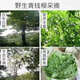 
Qingqian Liu Tea Tea [King of Plants] Jiangxi Xiushui Wild Qingqian Liu Original Leaf Original Original Place of Origin Ancient Tree Tender Leaf Green Qian Liu [500g] 2 Cans