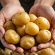 Enshi small potatoes, sun-dried, freshly dug, yellow-skinned mini potatoes, glutinous alpine potatoes, Marco potatoes, 2Jin Jin equals 0.5kg - large fruit - duck egg size (with box)
