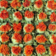 Beijing Tongrentang authentic high-quality saffron flower fruit safflower tea genuine safflower soaked in water and drink new orange pineapple internet celebrity flower tea genuine safflower head 500g