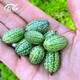 Shouhe watermelon seeds extra large sweet southern spring 8424 unicorn melon early maturing fruit four seasons black skin Shouhe thumb watermelon seeds 50 capsules