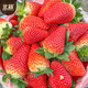 Beishu red strawberry seeds seedlings four seasons potted balcony indoor courtyard fruit seeds cream strawberry seeds 1000 capsules