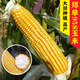 大田玉米种子郑单958饲料玉米种籽万盛68良玉99玉米种孑大全 京农科728玉米5000粒原装 红轴/