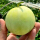 Farmer's Son Japanese Sweet Treasure Melon Seeds Old Variety Early-maturing Thin-Skinned Rock Sugar Melon Seeds (R) Fuji Sweet Treasure Musk Melon Seeds 10gx2