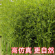 Hua e flow simulated bamboo outdoor decoration fake bamboo simulated plant landscaping bionic bamboo outdoor green plants 2.5 meters high 100 roots