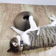 Bei Chuzhong Cat Toy Cat Scratching Board Foldable Funny Cat Toy Self-Happiness Artifact Cat Tunnel Non-shedding Magic Accordion Magic Accordion
