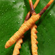 Peking Tongrentang Cordyceps sinensis cordyceps sinensis 2-6 Wurzeln/g Cordycep