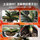 Devodoro Clivia special nutrient soil 5L (five-in-one) gardening green plant flower cultivation organic planting soil composite matrix soil