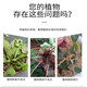 Senhuo Kuaishenghe Zheng's Chemical 2% Indobutane Acetic Acid Quick Rooting Rooting Powder Garden Fruit Trees Potted Succulent Flowers Universal Cuttings and Transplanting Compound Rooting Agent 20g/bag*1 bag