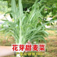 Flower sprouts, sweet wheat seeds, mosaic and leaves, bitter wheat seeds, sweet and crisp taste, high yield, four-season farm vegetable garden vegetable seeds, bitter wheat seeds (about 700 pieces) 1 pack