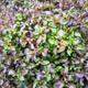 10-pack of dryland watercress, wolfberry, Thai watercress, fresh wild vegetables, 50 seedlings