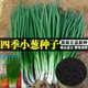 Spring vegetables, heat-resistant and cold-resistant four-season chive seeds, easy to grow potted vegetable and fruit seeds. Four-season chive seeds, easy to plant, soaked in soil to germinate, can be planted in all seasons, original selection, 1 pack, about 800 seeds