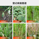 Guoguang Carbendazim plant soil disinfectant leaf spot, scab, sheath blight, fruit tree fungicide pesticide 100g