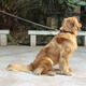 Dog cowhide traction rope traction belt medium and large small dogs golden retriever German shepherd dog walking rope leather rope p chain dog leash 1.5cm wide pure copper hook cowhide leather traction rope material 1.5 meters (actual length 1.2 meters)