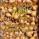 Danfeidi (Danfeidi) Ant Belly Hand Twisted Small Gourd Tip Belly Alien Art Hand Piece One Thing One Picture Quality Old Gourd 679